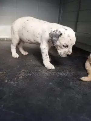 0-1 month Male Purebred Dalmatian