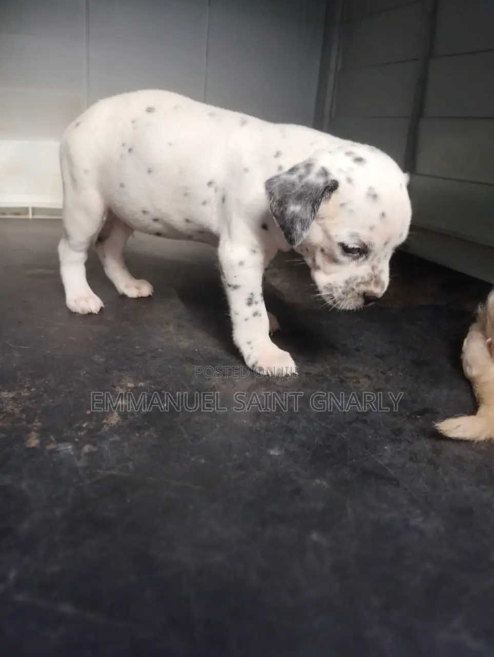 0-1 month Male Purebred Dalmatian