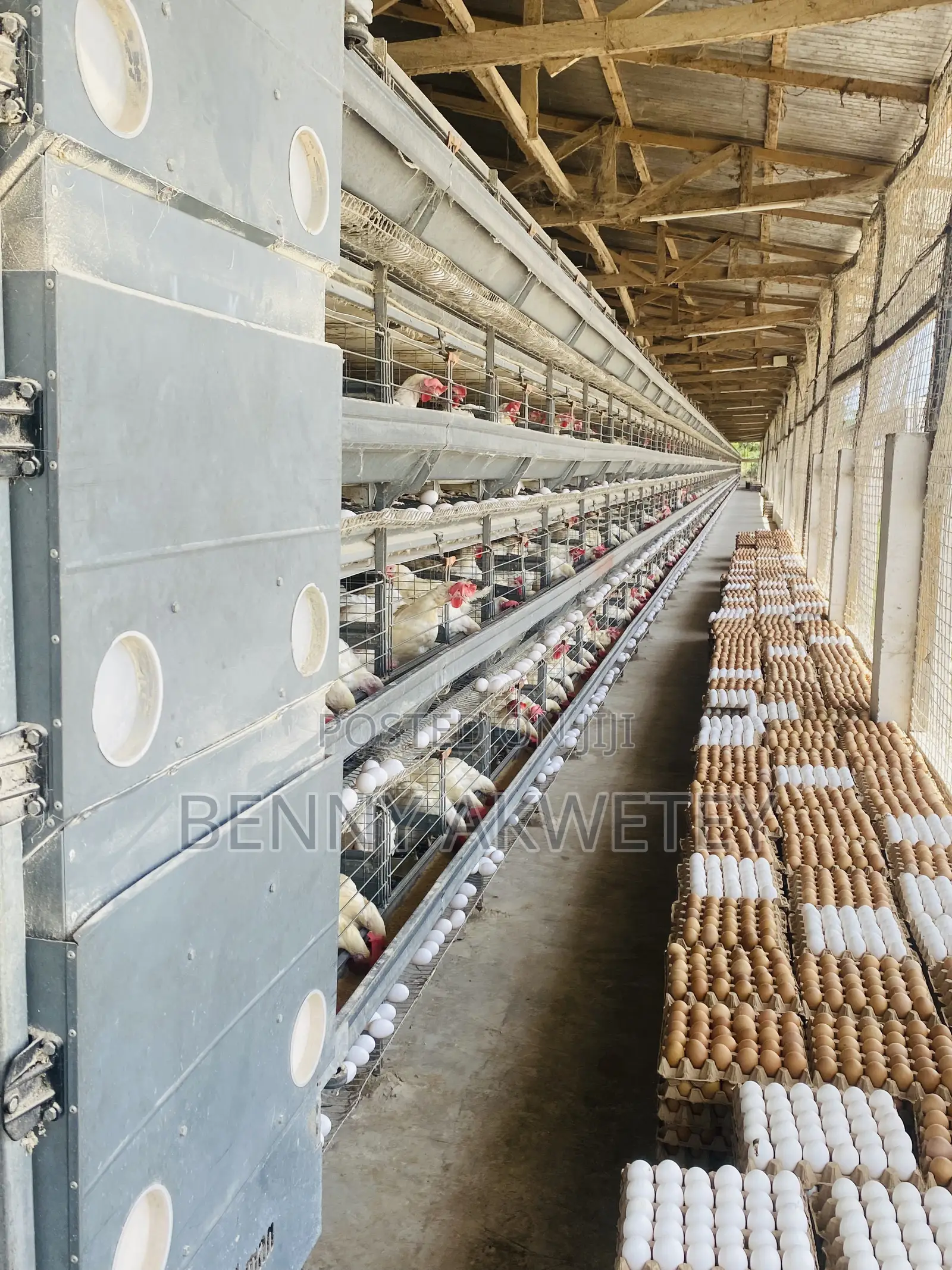 Farm Fresh Eggs - Wholesale and Retail