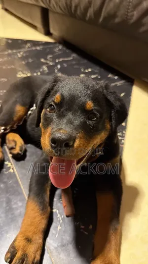 1-3 months Female Purebred Rottweiler