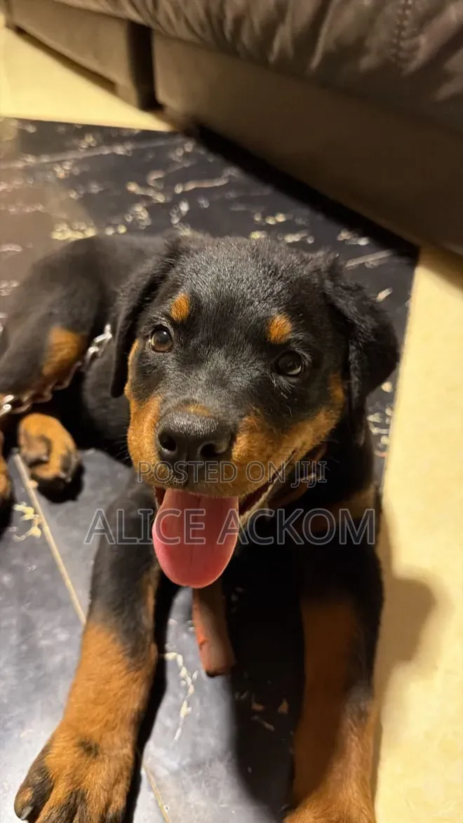 1-3 months Female Purebred Rottweiler
