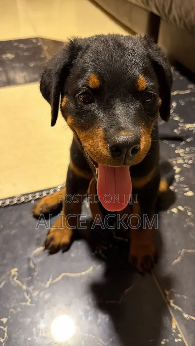1-3 months Female Purebred Rottweiler