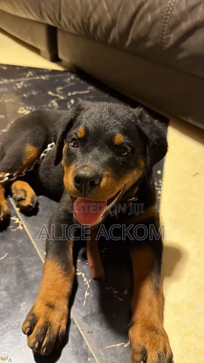 1-3 months Female Purebred Rottweiler