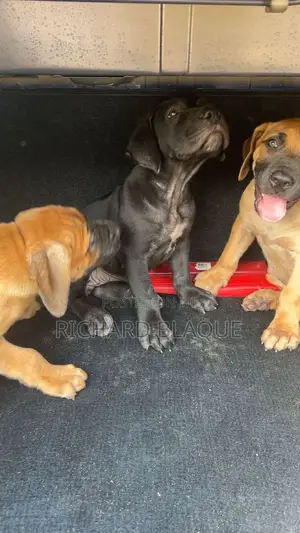 1-3 months Female Purebred Boerboel