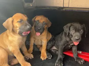 1-3 months Female Purebred Boerboel