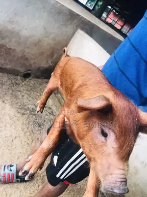 Duroc Male/Female Piglets for Breeding (F1)
