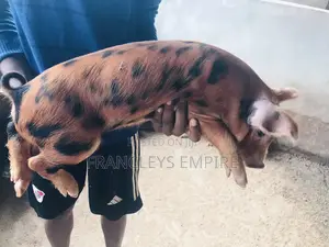 Duroc Male/Female Piglets for Breeding (F1)