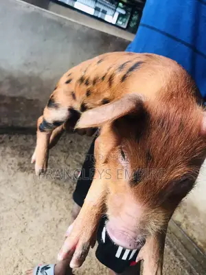 Duroc Male/Female Piglets for Breeding (F1)