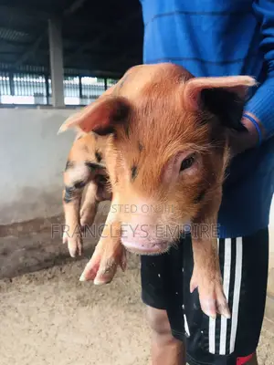 Duroc Male/Female Piglets for Breeding (F1)