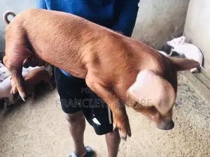 Duroc Male/Female Piglets for Breeding (F1)