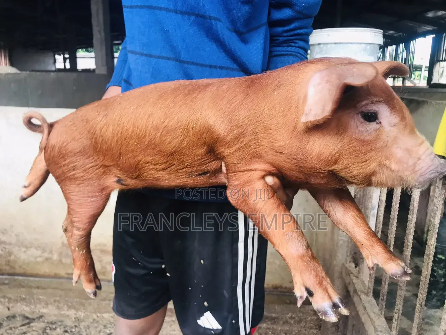 Duroc Male/Female Piglets for Breeding (F1)