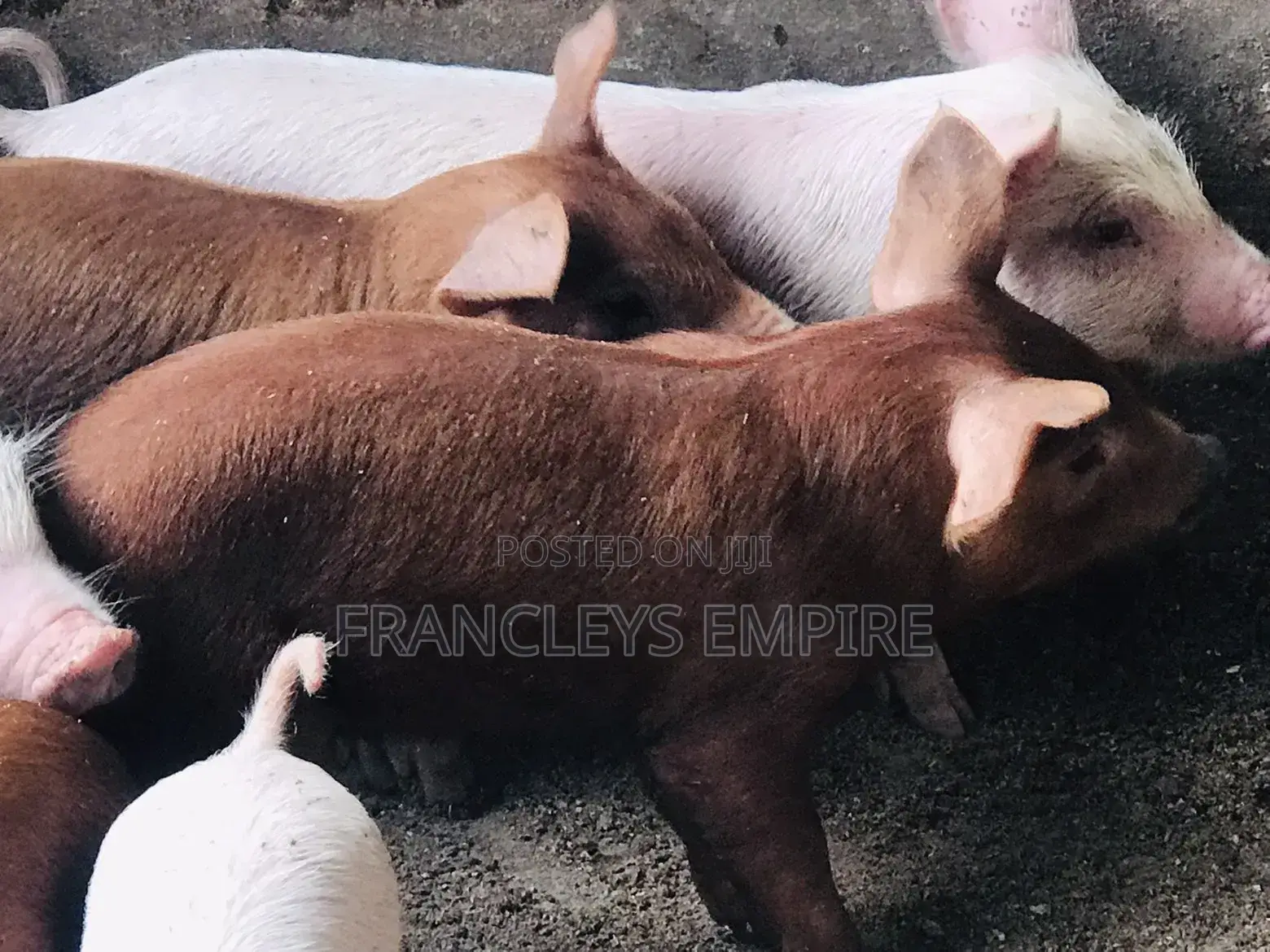Duroc Male/Female Piglets for Breeding (F1)