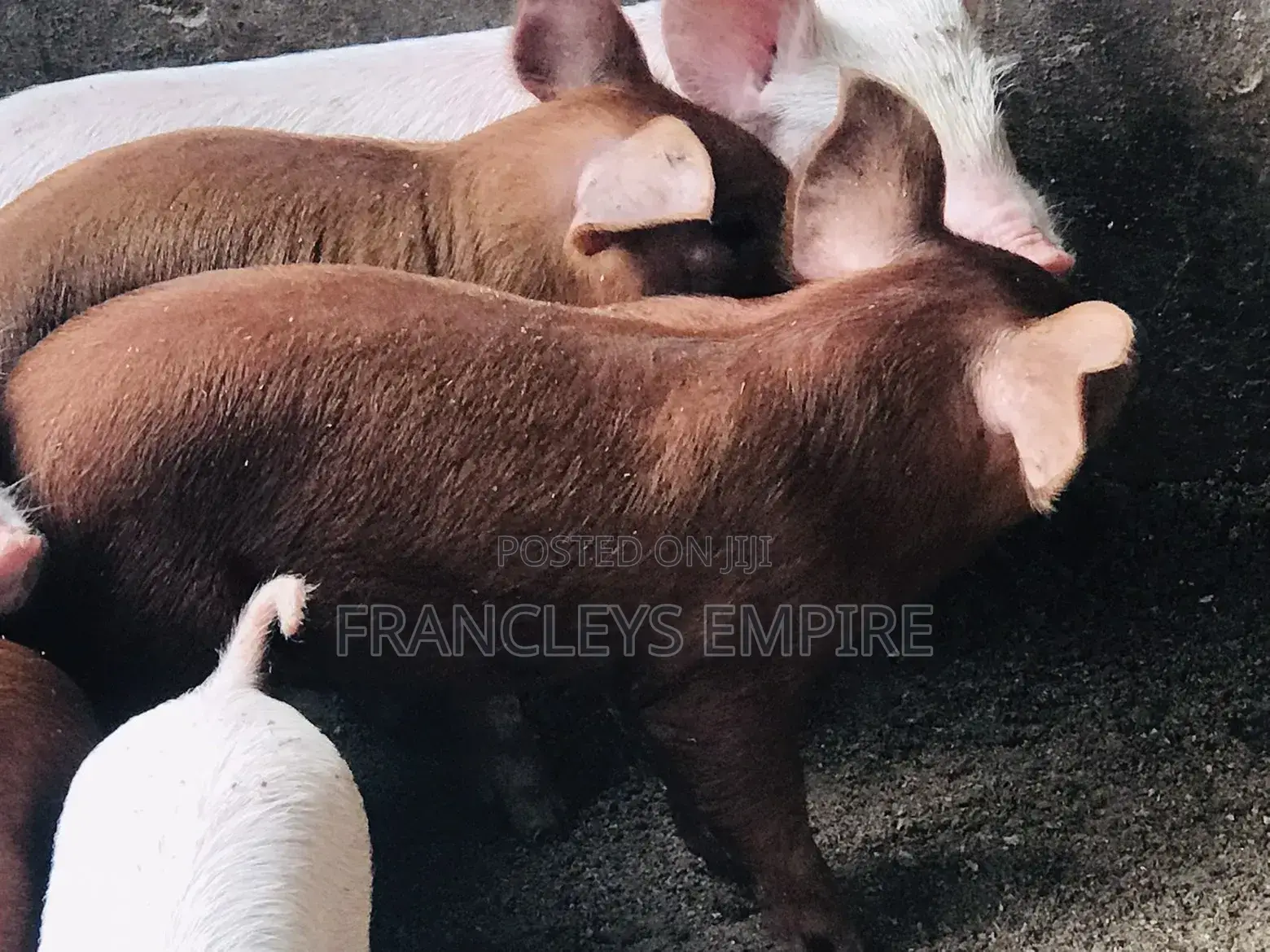 Duroc Male/Female Piglets for Breeding (F1)