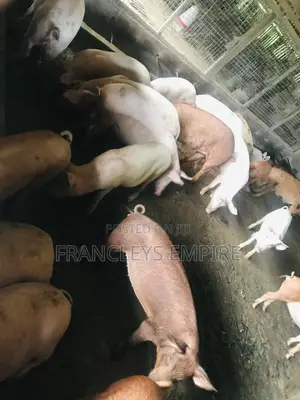 Large White and Duroc Females for Breeding 3299 to 6000 Cedis