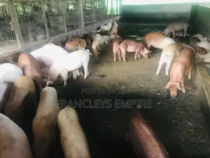 Large White and Duroc Females for Breeding 3299 to 6000 Cedis
