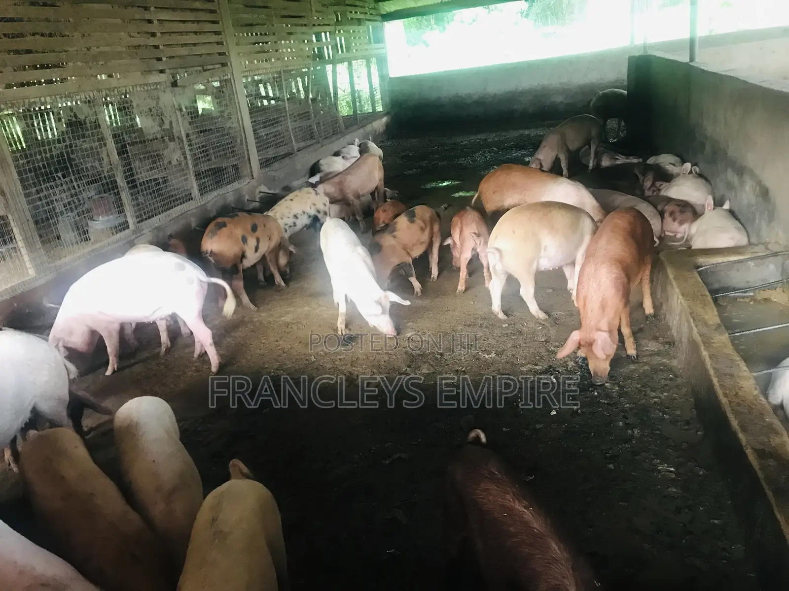 Large White and Duroc Females for Breeding 3299 to 6000 Cedis