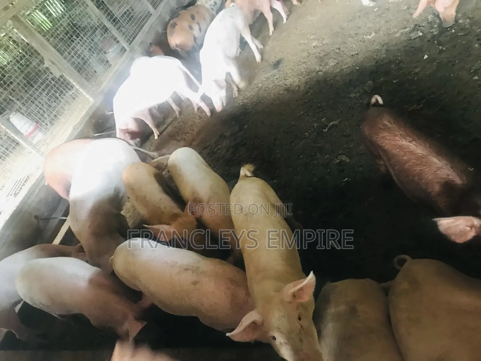 Large White and Duroc Females for Breeding 3299 to 6000 Cedis