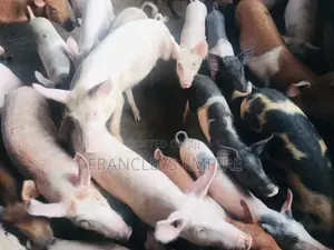 All Breed Females Pigs for Breeding