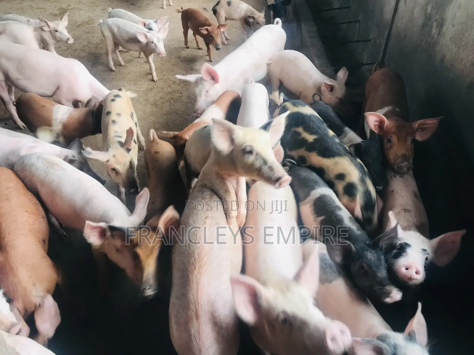 All Breed Females Pigs for Breeding