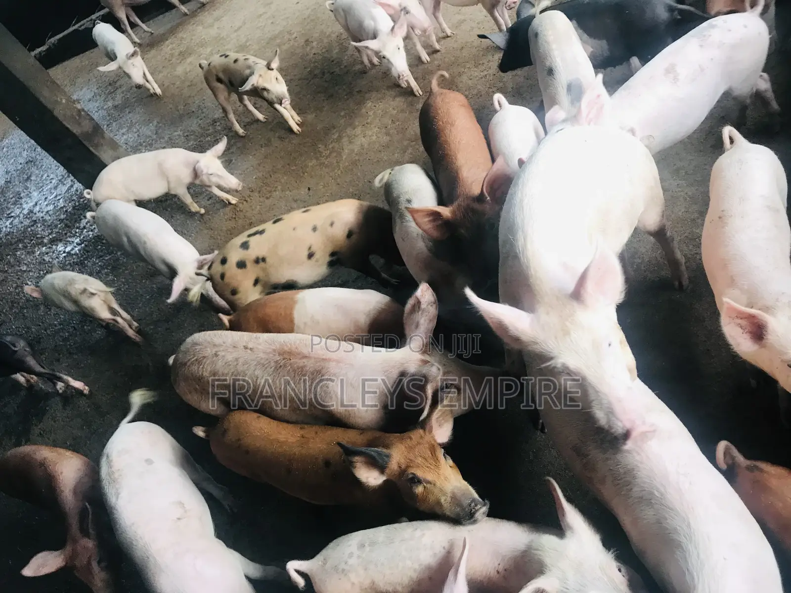 All Breed Females Pigs for Breeding