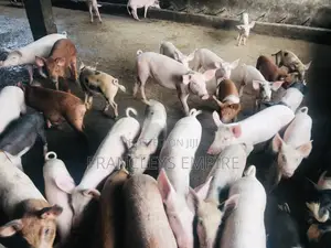 All Breed Females Pigs for Breeding