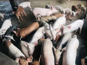 All Breed Females Pigs for Breeding
