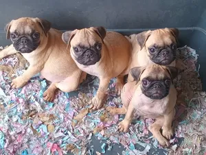 1-3 months Male Purebred Pug