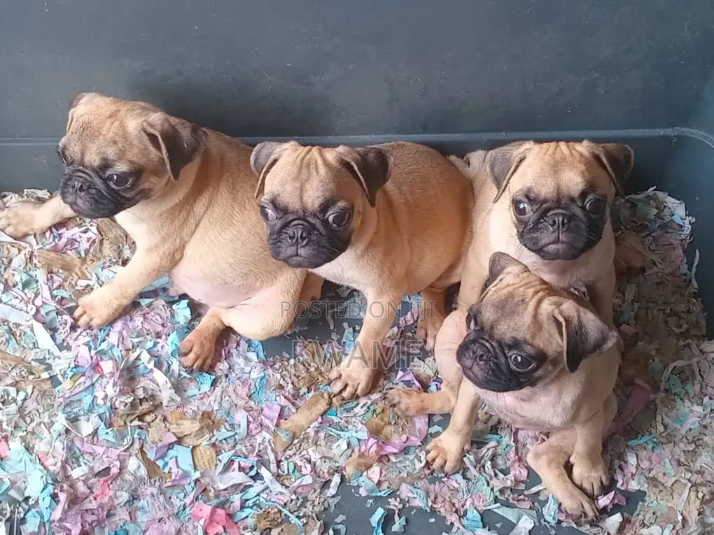 1-3 months Male Purebred Pug
