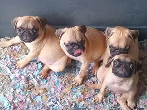 1-3 months Male Purebred Pug