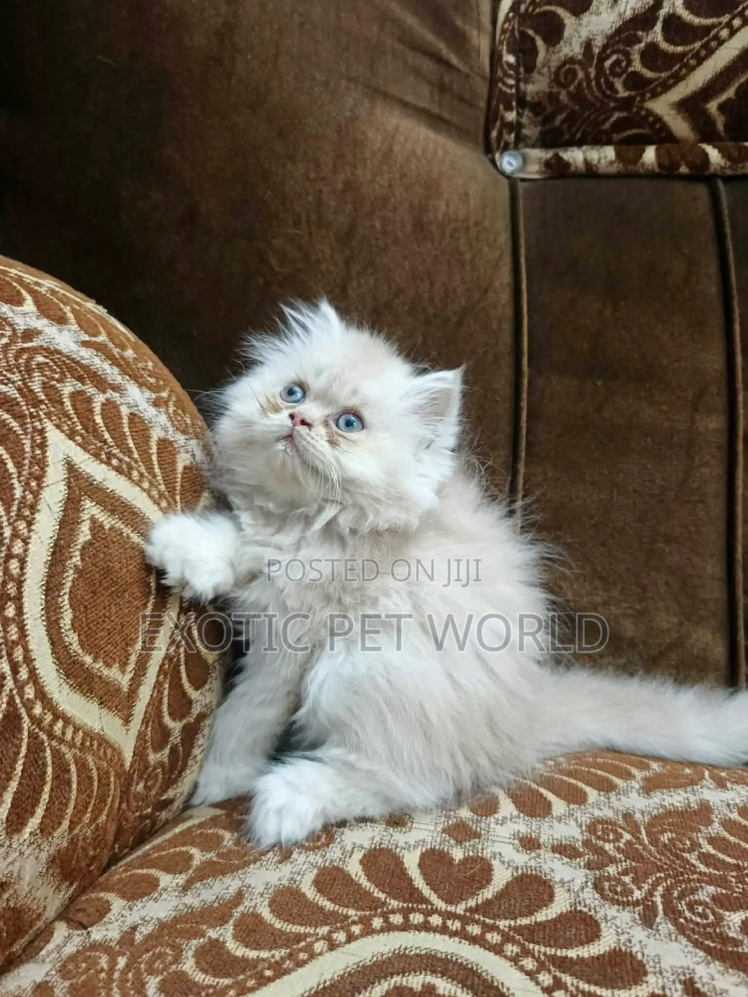 1-3 months Female Purebred Persian