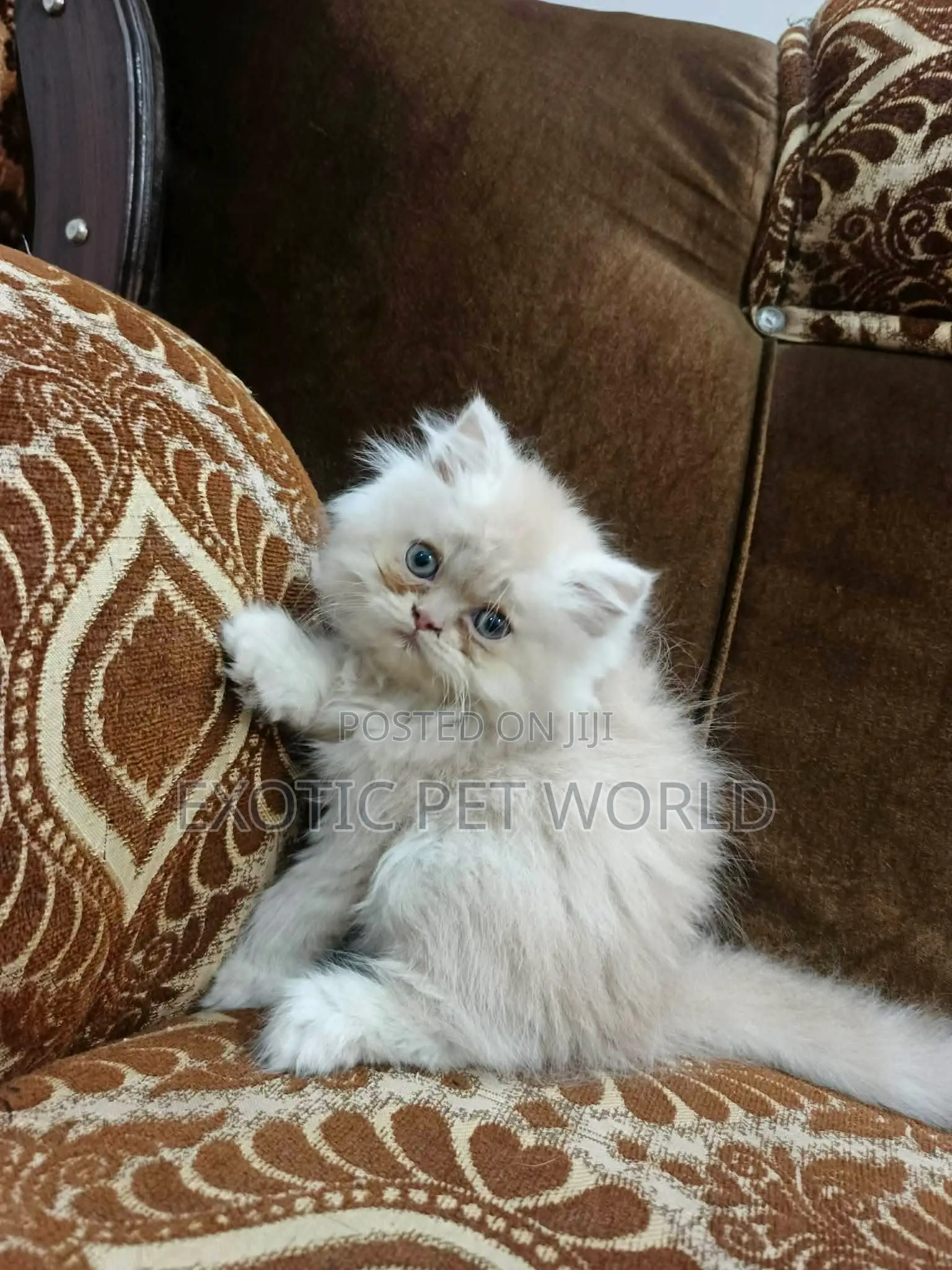 1-3 months Female Purebred Persian