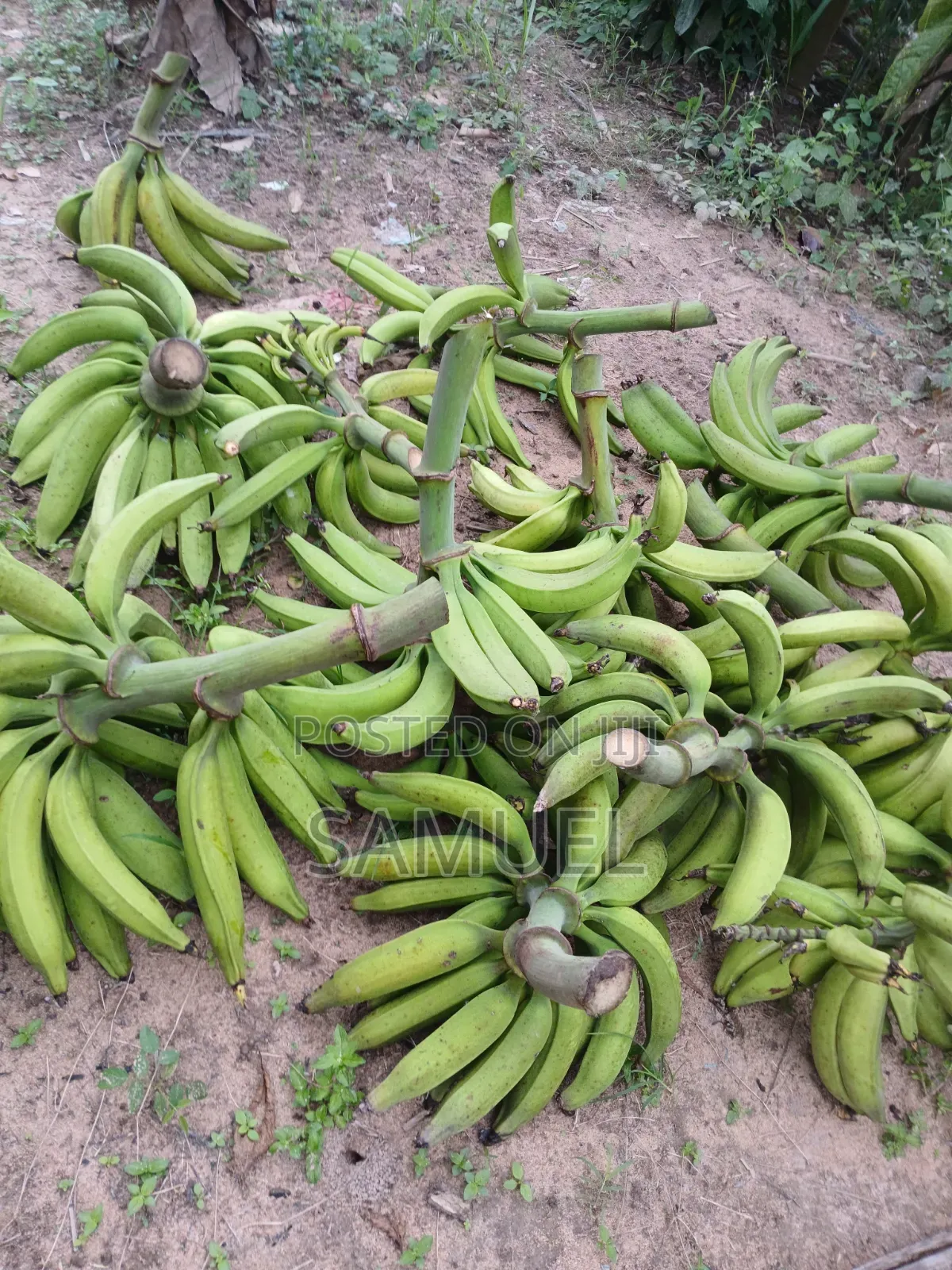 Farming Market