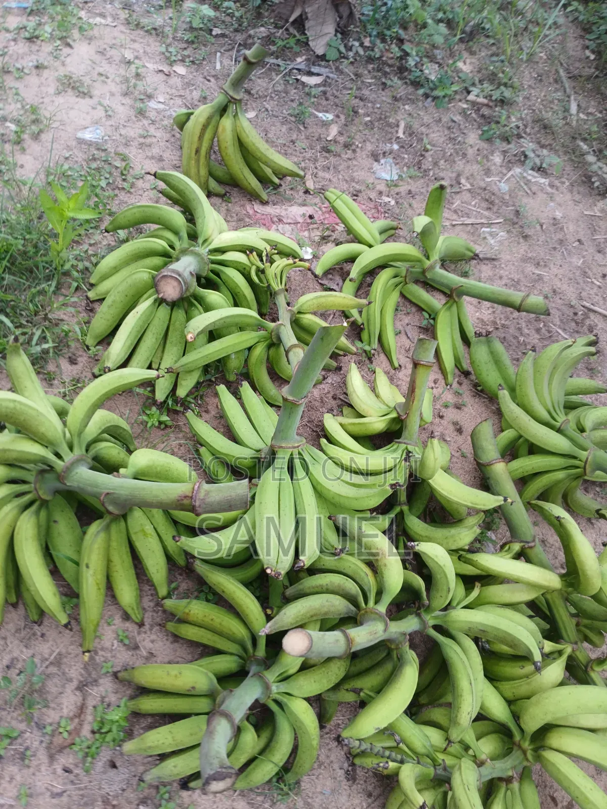 Farming Market