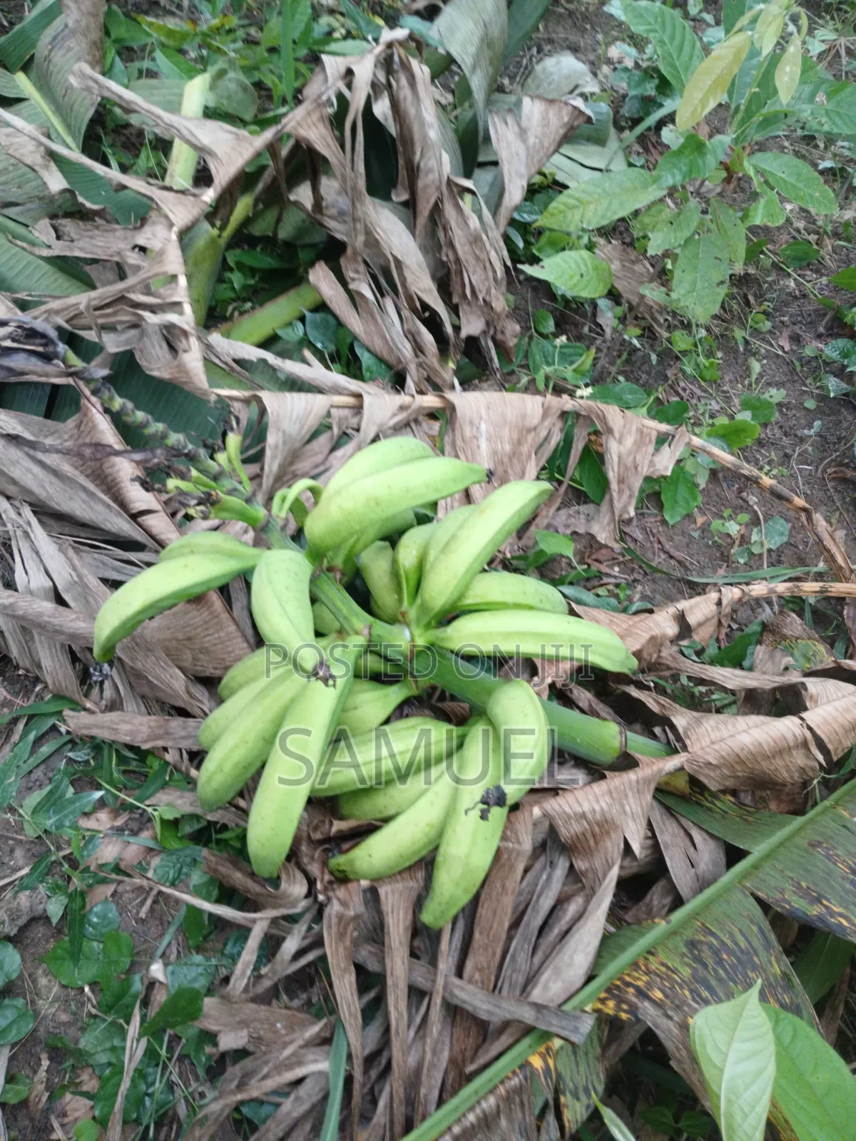 Farming Market