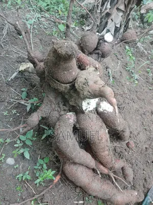Plantain and Cassava Farming