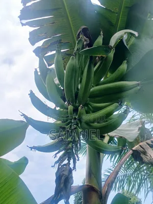 Plantain and Cassava Farming