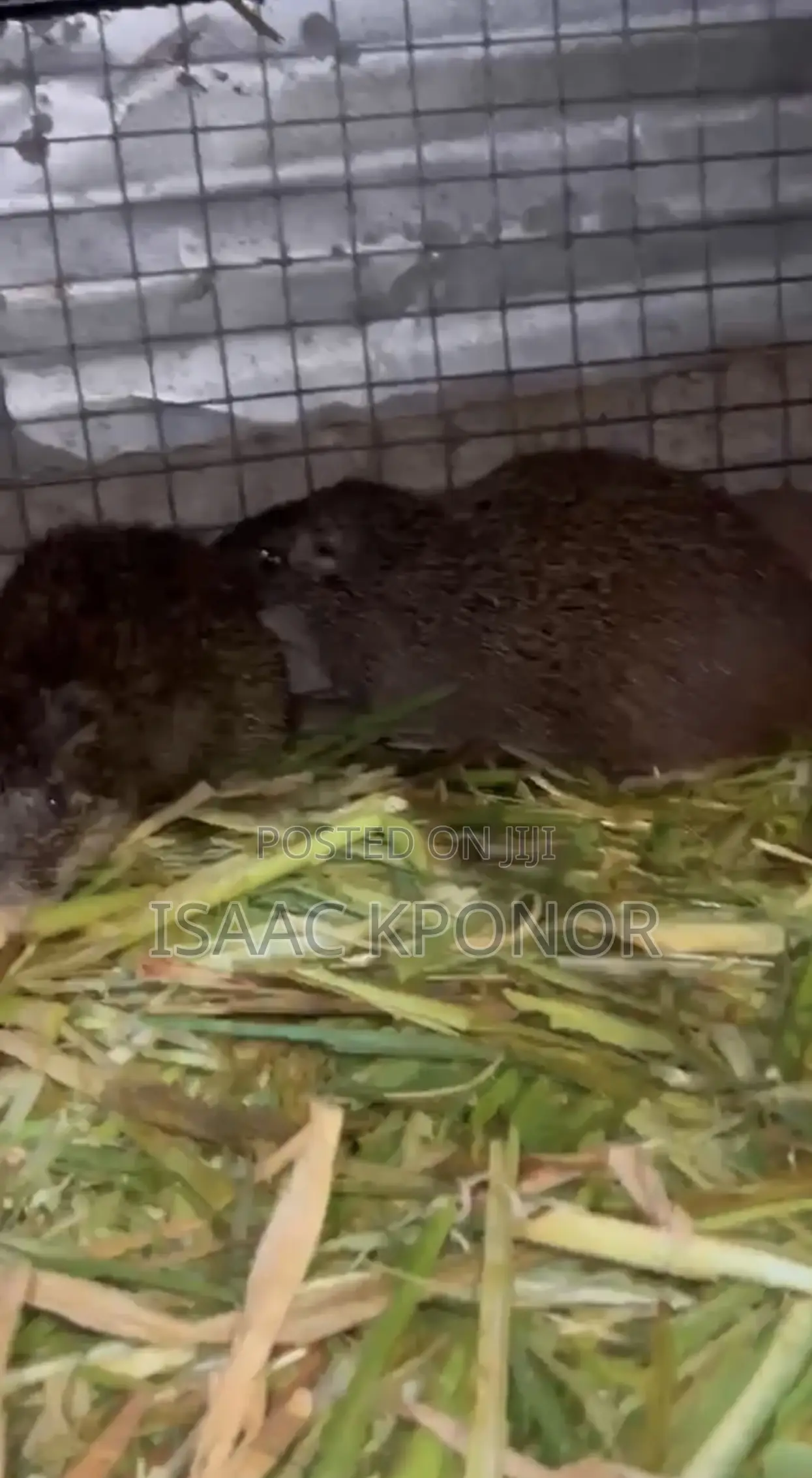3 Ready to Cross Female Grasscutter for Sale Call Me