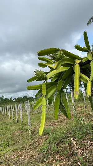Dragon Fruit and Cuttings