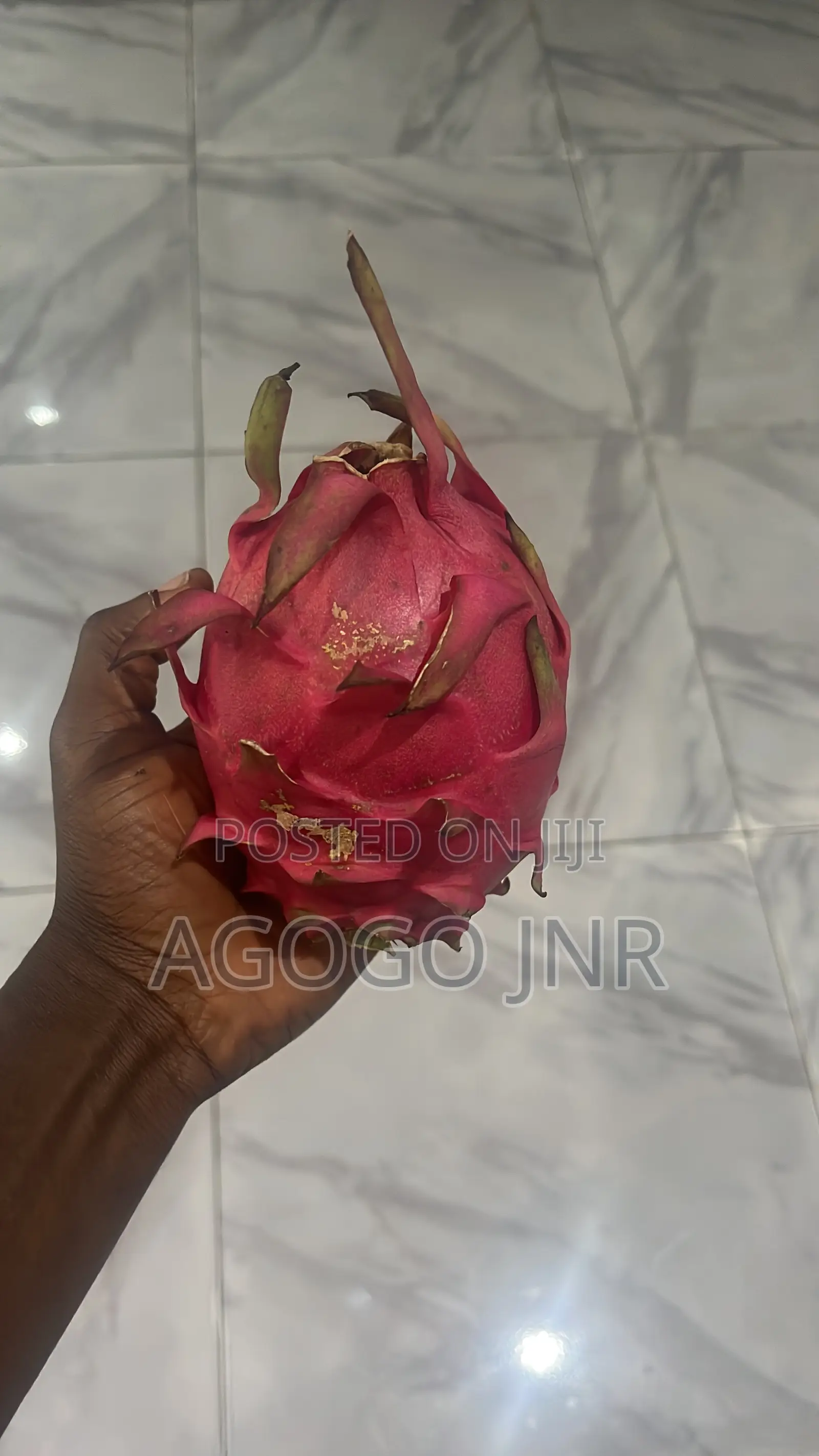 Dragon Fruit and Cuttings