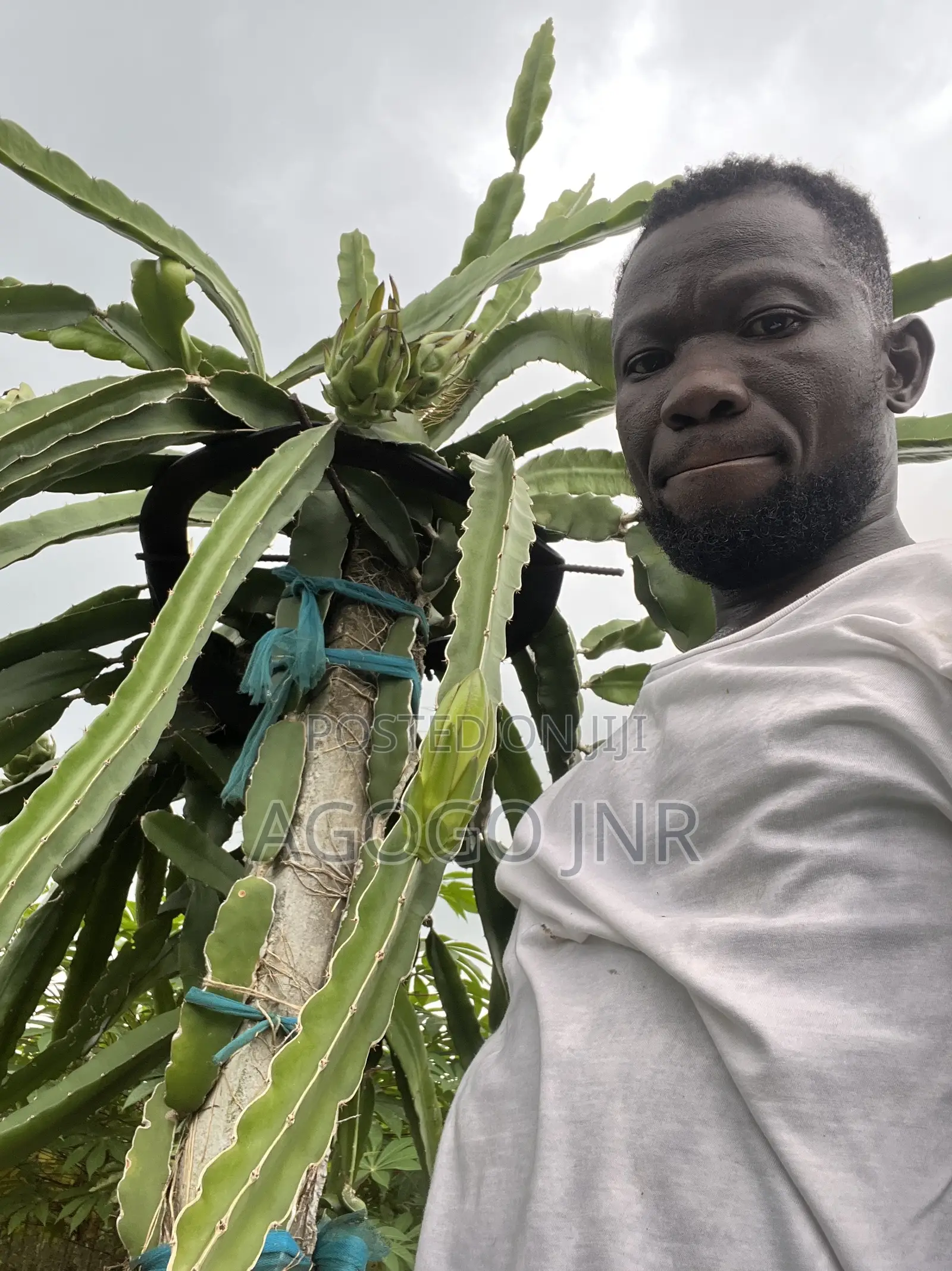 Dragon Fruit and Cuttings