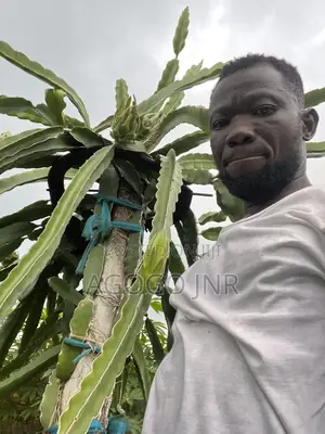 Dragon Fruit and Cuttings