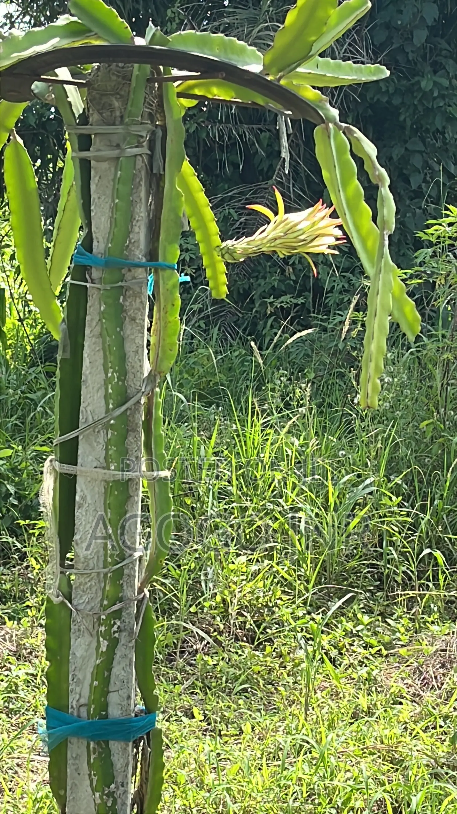 Dragon Fruit and Cuttings