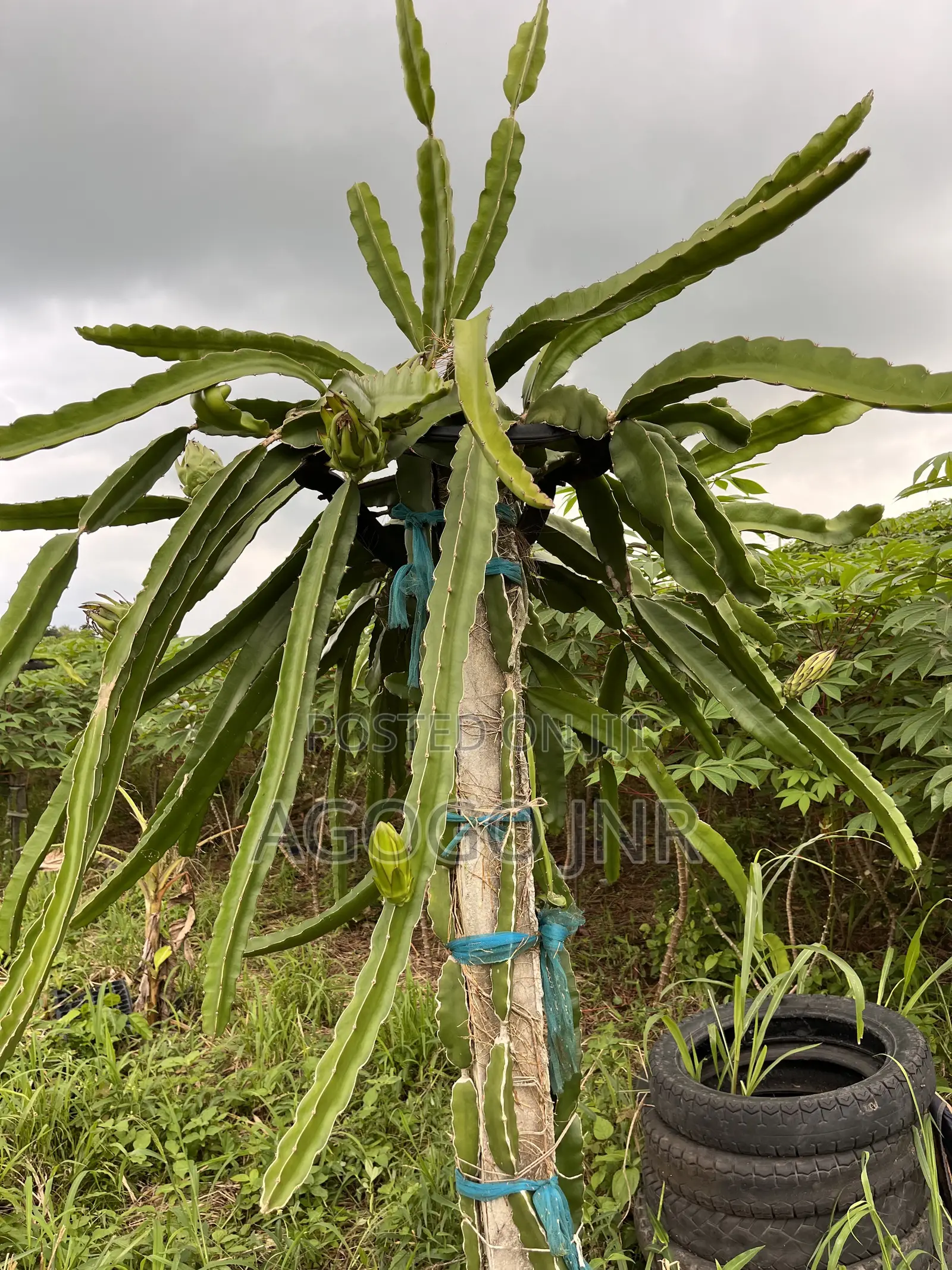 Dragon Fruit and Cuttings