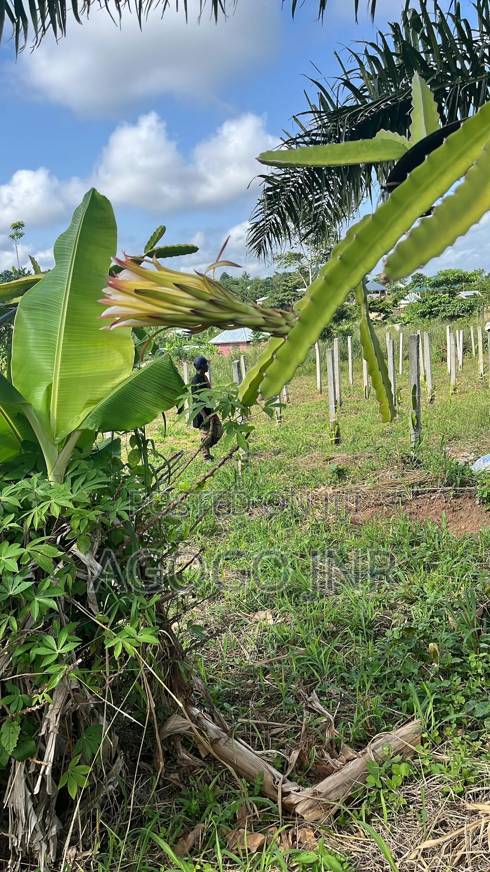 Dragon Fruit and Cuttings