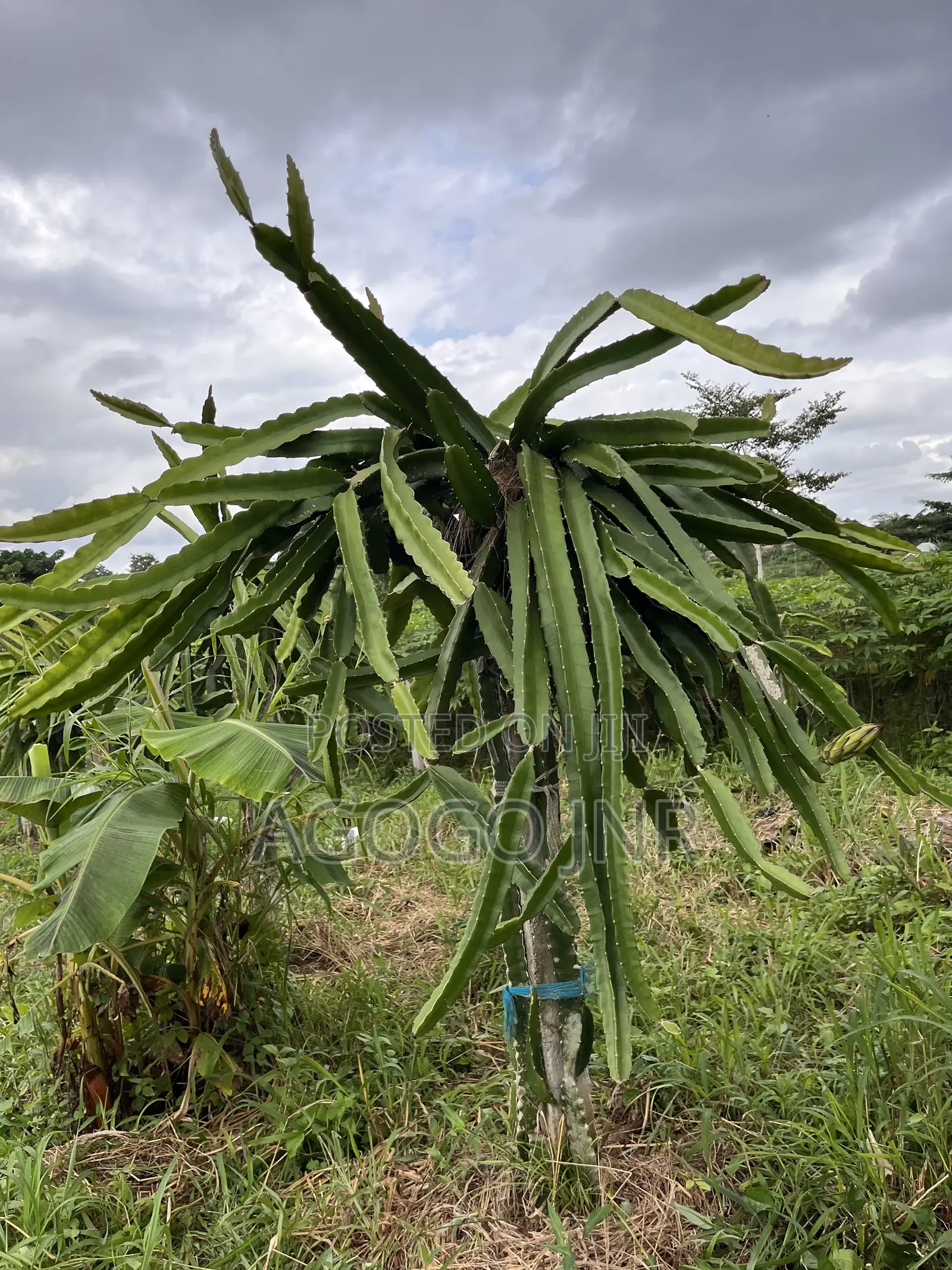 Dragon Fruit and Cuttings