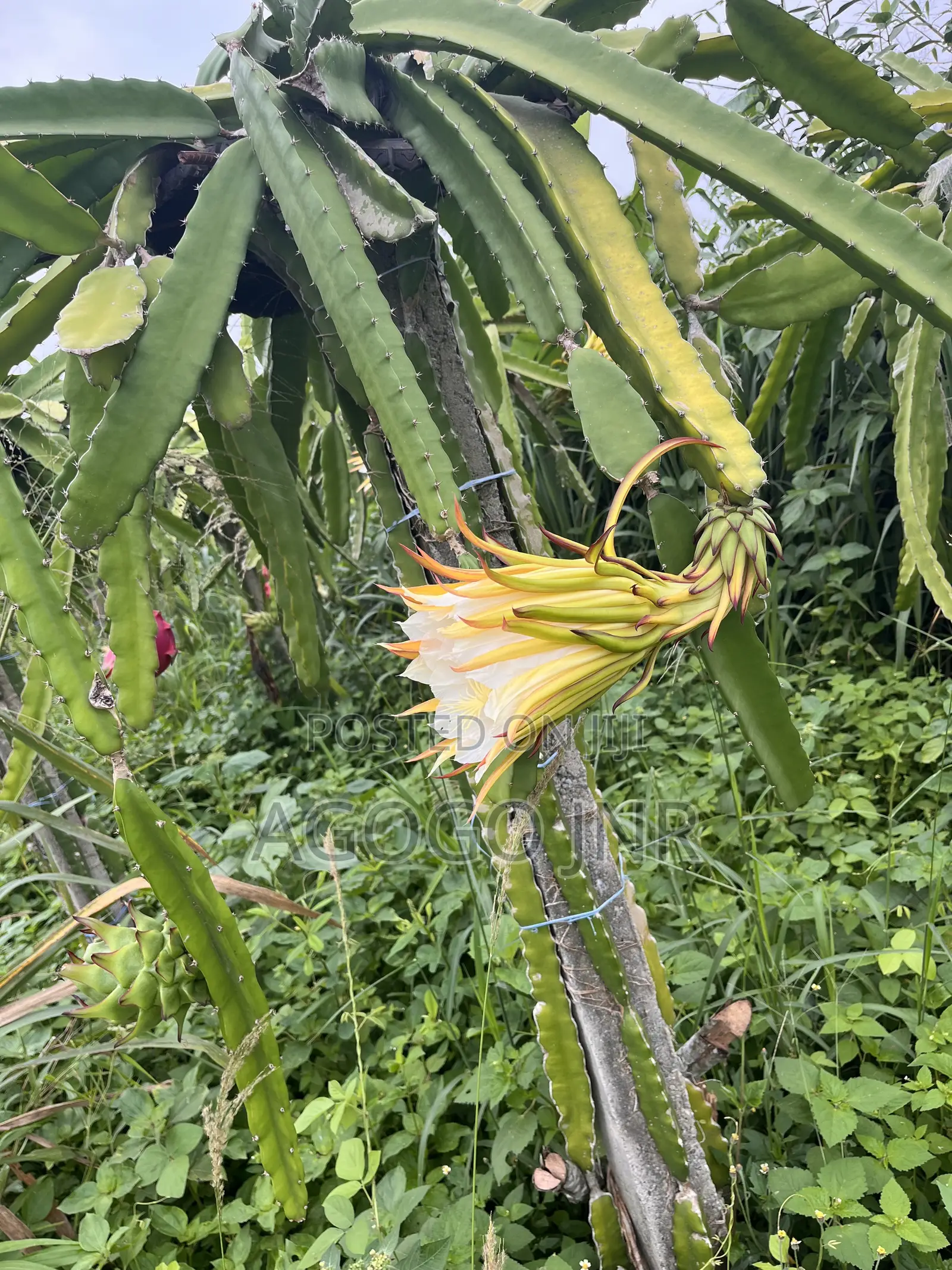 Dragon Fruit and Cuttings