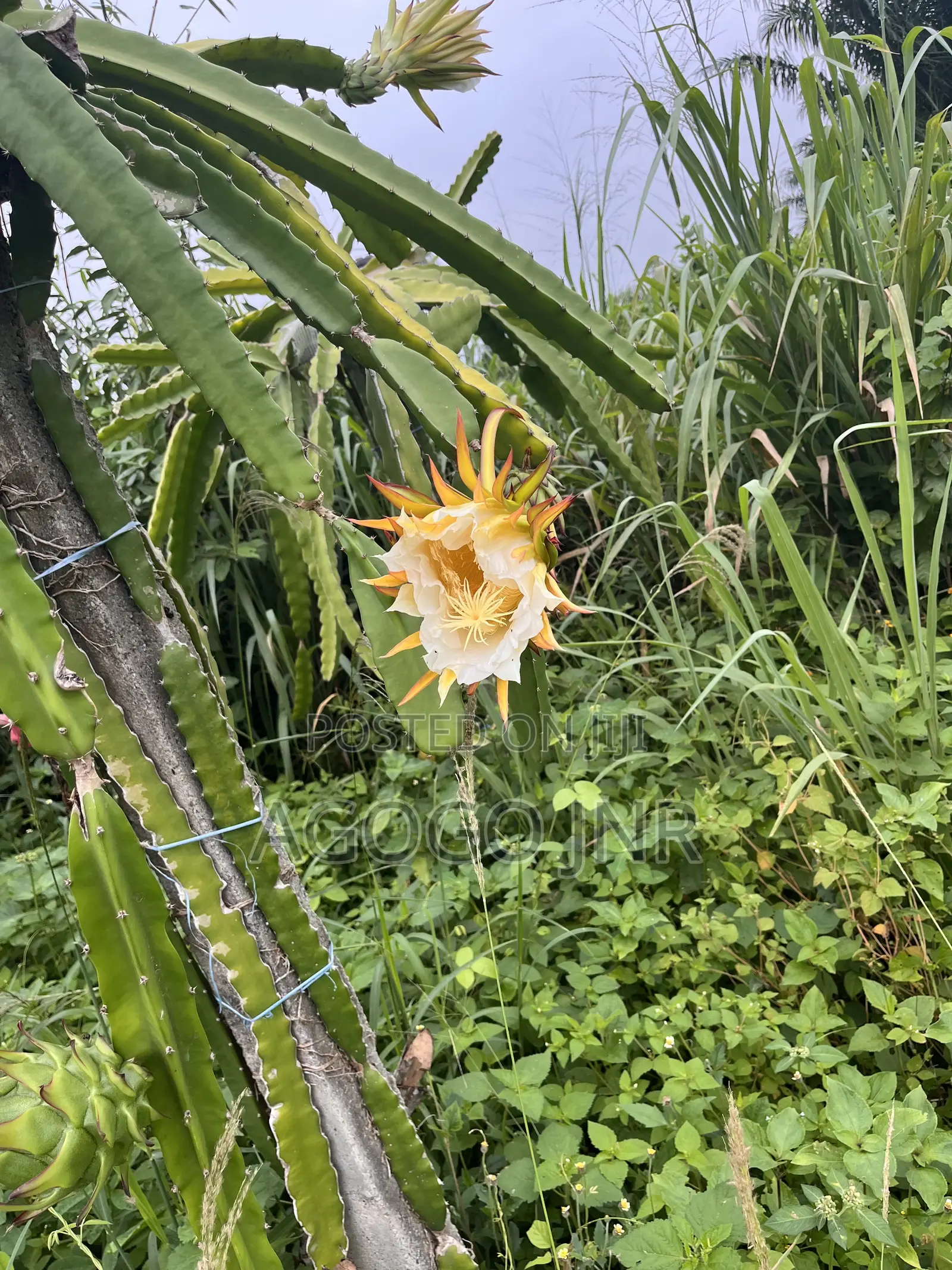 Dragon Fruit and Cuttings