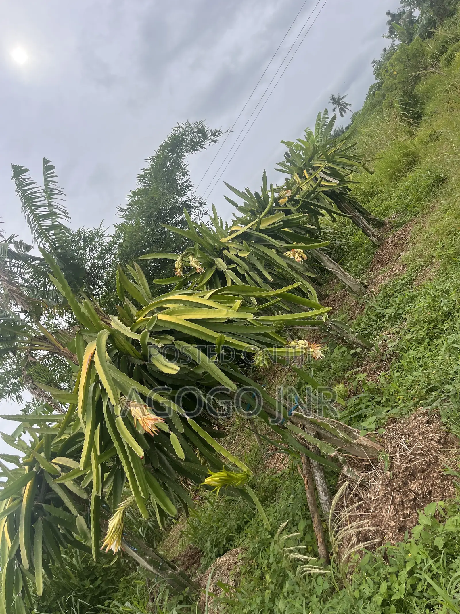 Dragon Fruit and Cuttings