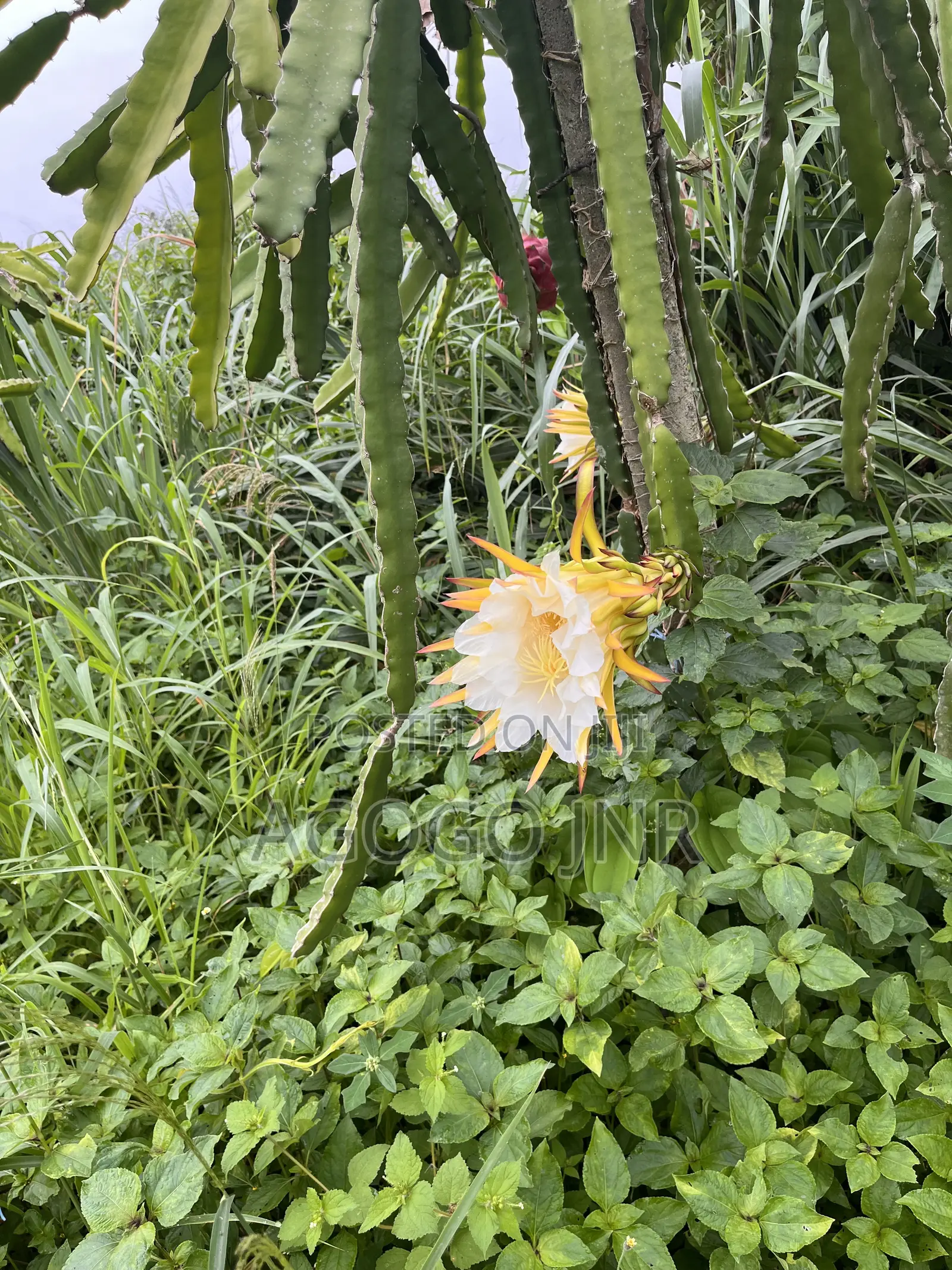 Dragon Fruit and Cuttings