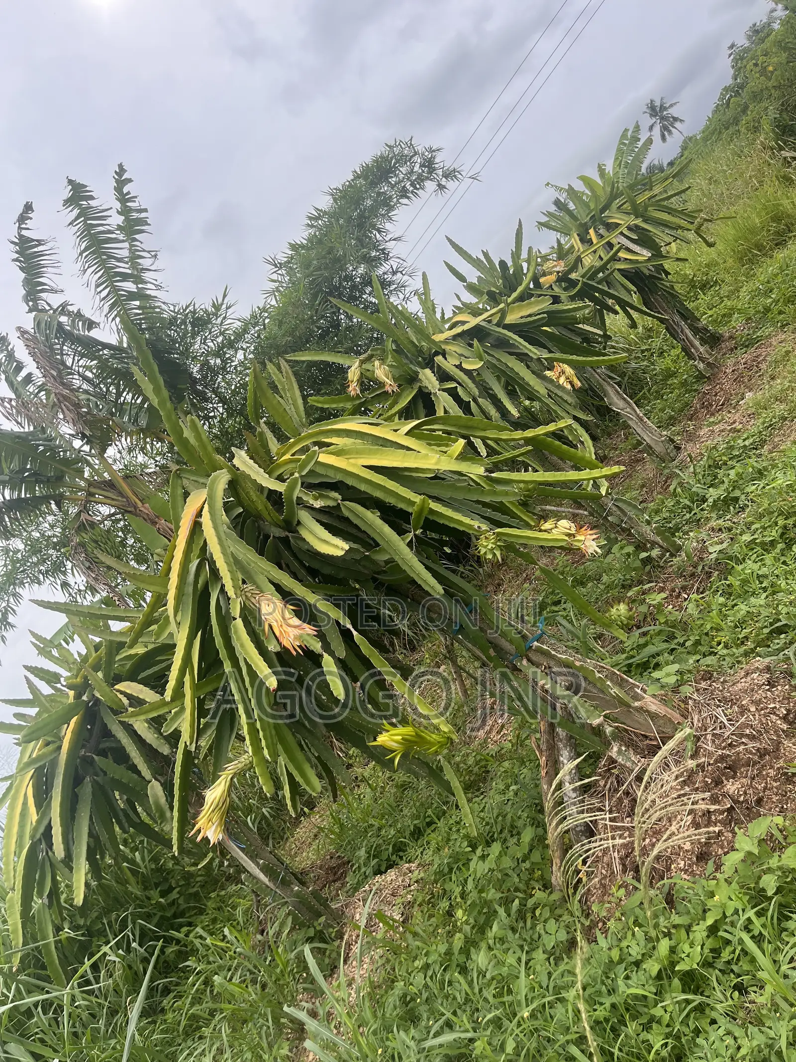 Dragon Fruit and Cuttings